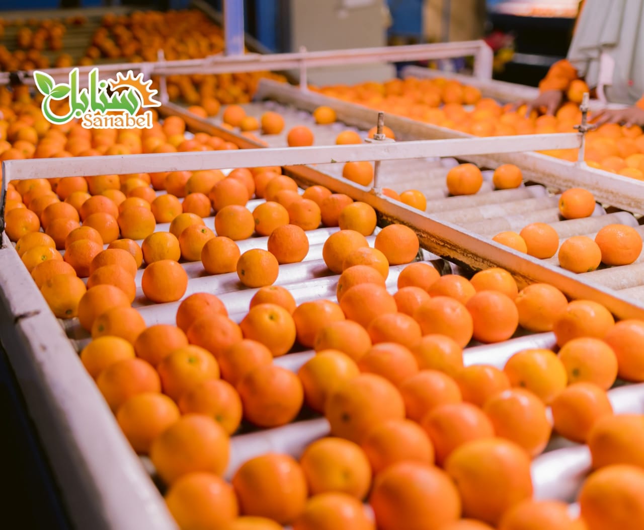 A Complete Guide to Egyptian Citrus Varieties for Export