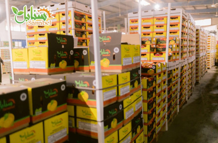 Carton vs Plastic Packaging: Which Is Better for Fruit Export?