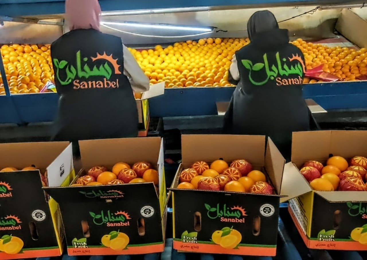 Why Egyptian Citrus Is in High Demand in International Markets