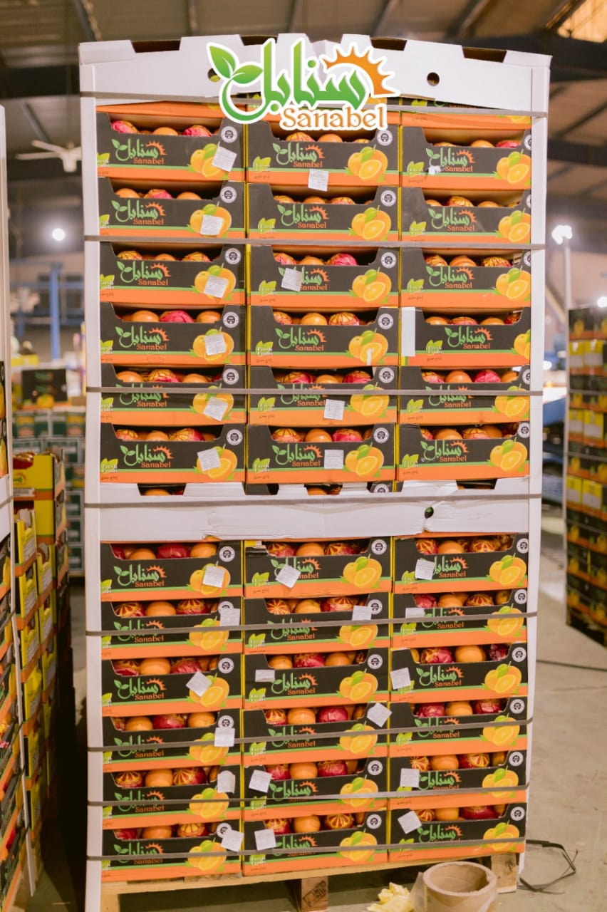 Egyptian Citrus Standards: What Importers Should Know